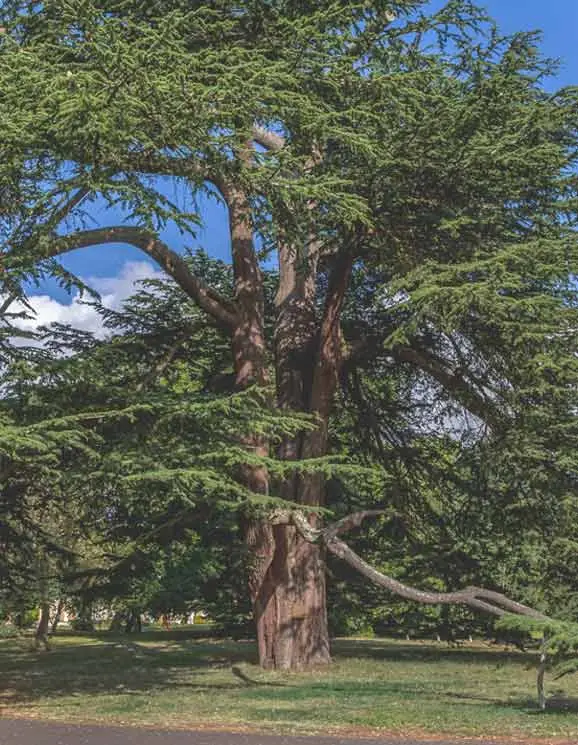 The historic cedar tree at Oatlands